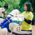 简单的志愿者管理系统servelt+jsp