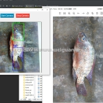 基于opencv 鱼头鱼尾识别-opencv