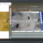 基于Python实现的植物叶表气孔识别系统 yolov8 PYQT5 python
