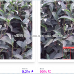 基于yolov8和opencv的茶叶嫩叶识别系统