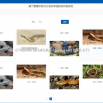 中国蛇类识别系统-springboot + vue