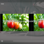 基于YOLO与PyQt5的番茄成熟度检测桌面应用-YOLO-PyQt5