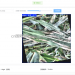 基于YOLOv11的农作物病害检测系统-YOLOv11+springboot+vue